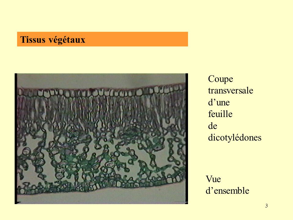 Tissus végétaux Coupe transversale d’une feuille de dicotylédones Vue d’ensemble