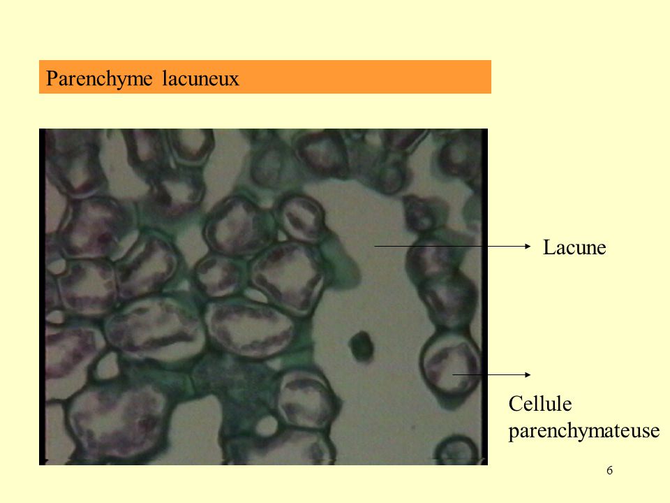Parenchyme lacuneux Lacune Cellule parenchymateuse