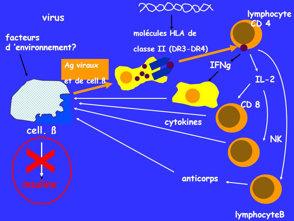 X virus cell. ß insuline lymphocyte CD 4 facteurs d ’environnement