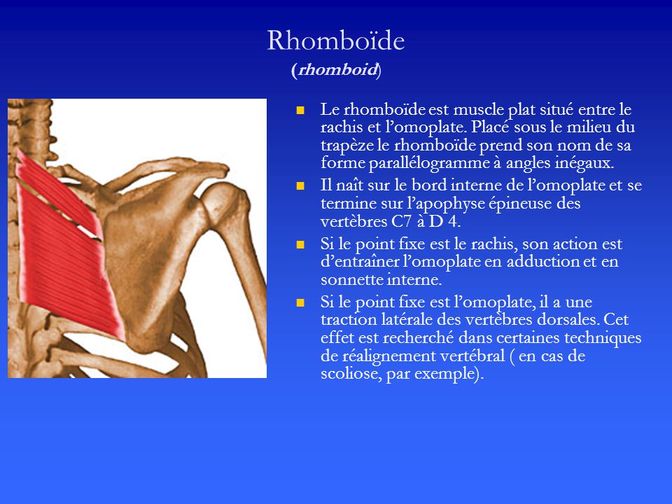 Rhomboïde (rhomboid)