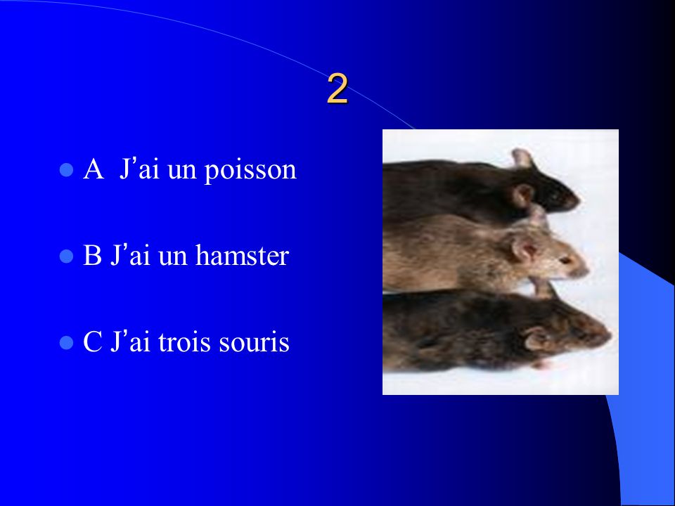2 A J’ai un poisson B J’ai un hamster C J’ai trois souris