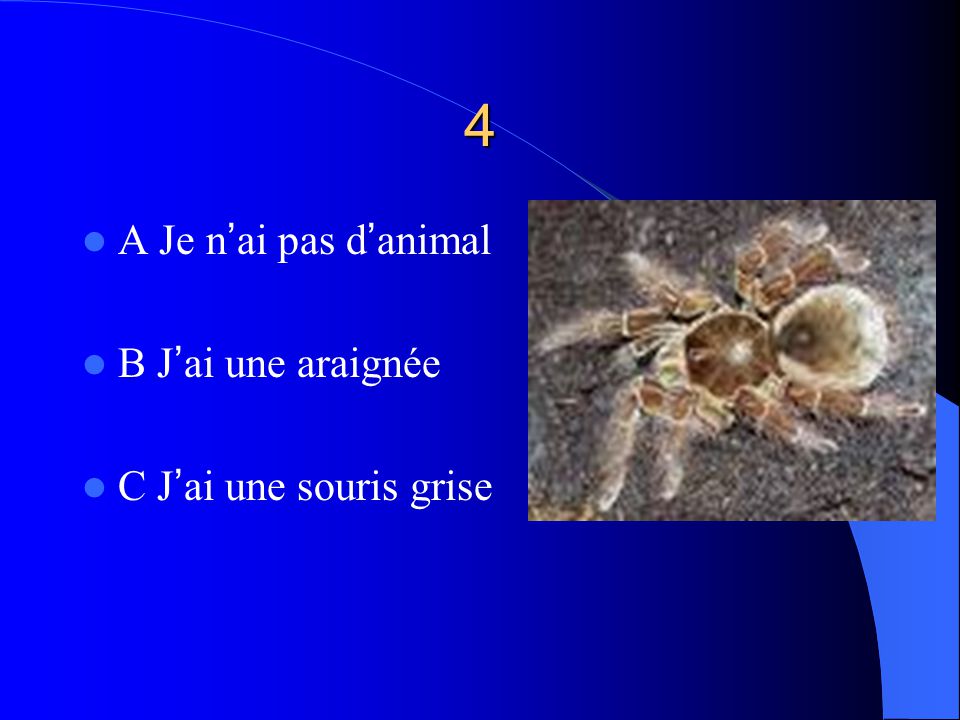 4 A Je n’ai pas d’animal B J’ai une araignée C J’ai une souris grise