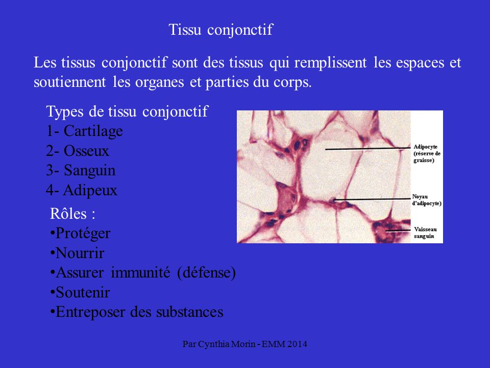 Types de tissu conjonctif 1- Cartilage 2- Osseux 3- Sanguin 4- Adipeux