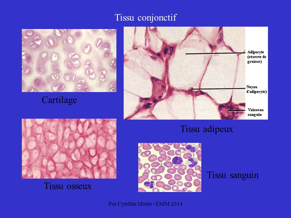 Tissu conjonctif Cartilage Tissu adipeux Tissu sanguin Tissu osseux