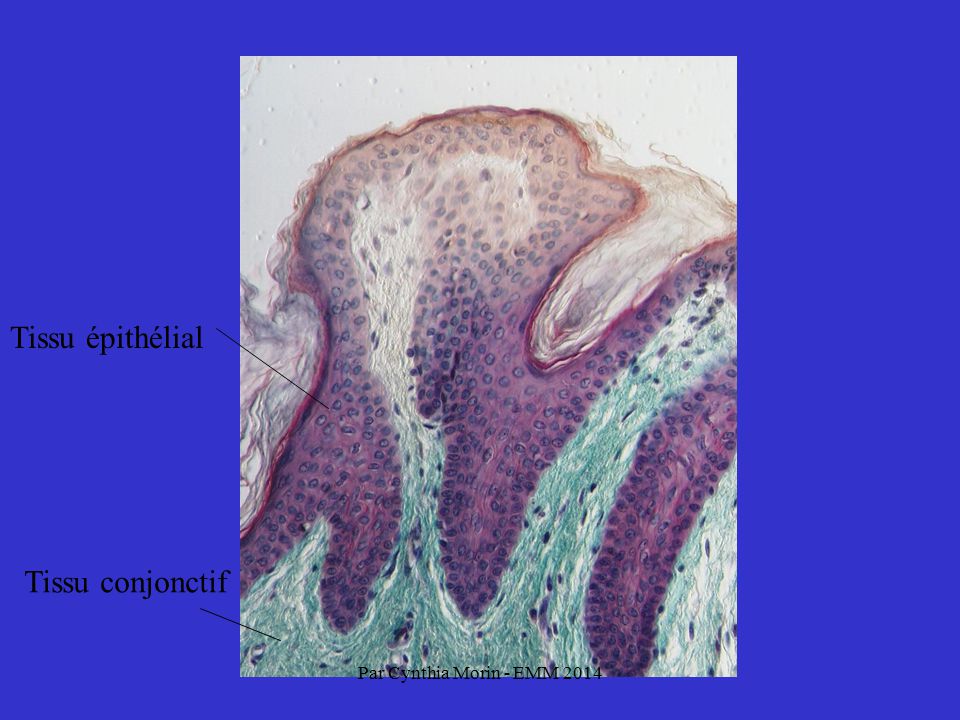 Tissu épithélial Tissu conjonctif Par Cynthia Morin - EMM 2014