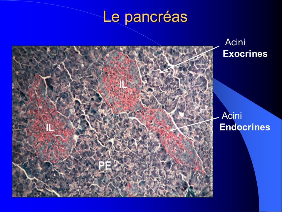 Le pancréas Acini Exocrines Acini Endocrines