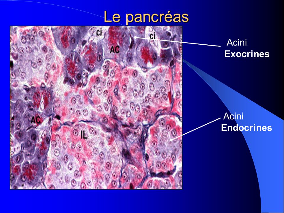 Le pancréas Acini Exocrines Acini Endocrines