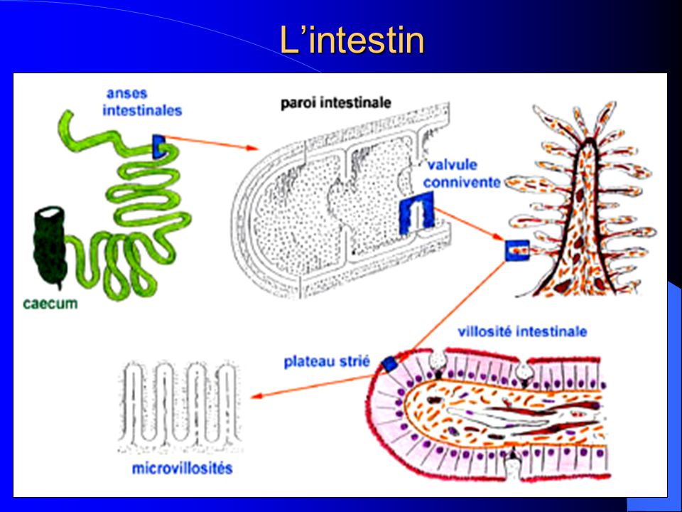L’intestin