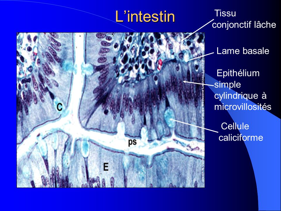 L’intestin Tissu conjonctif lâche Lame basale