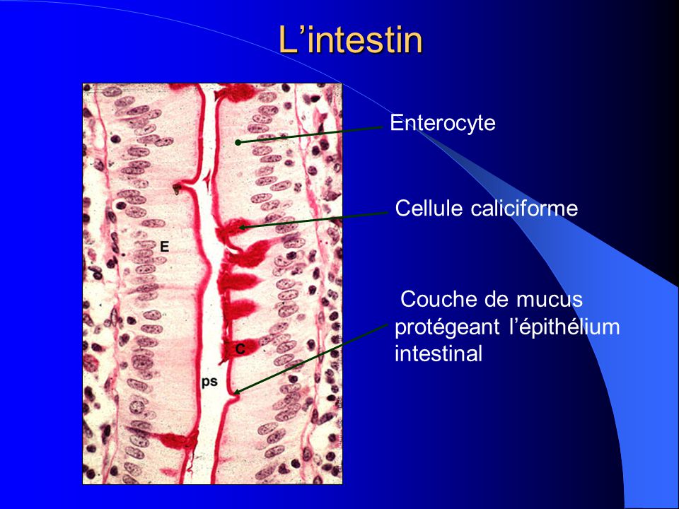 L’intestin Enterocyte Cellule caliciforme