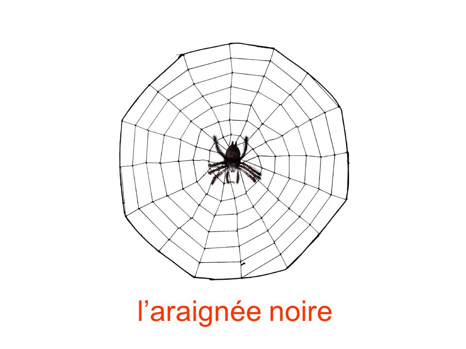 l’araignée noire
