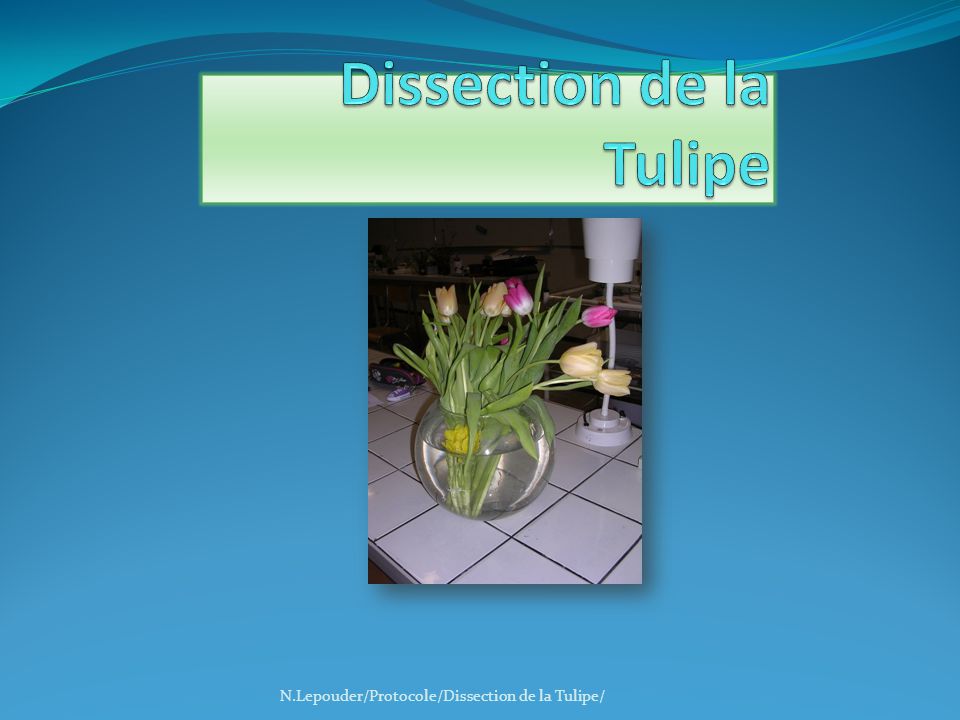 Dissection de la Tulipe