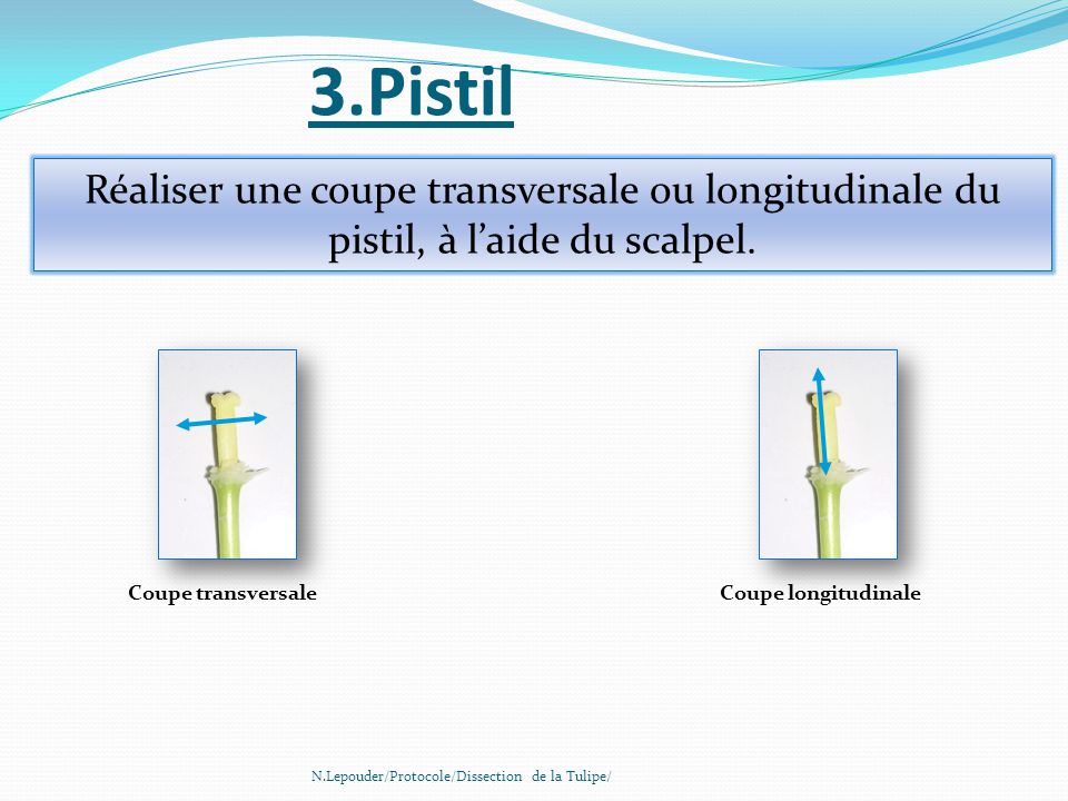 3.Pistil Réaliser une coupe transversale ou longitudinale du pistil, à l’aide du scalpel. Coupe transversale.