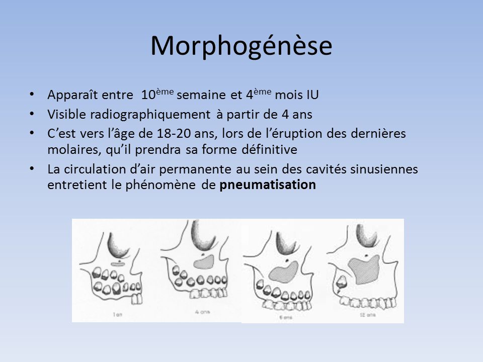 Morphogénèse Apparaît entre 10ème semaine et 4ème mois IU