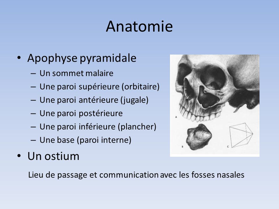 Anatomie Apophyse pyramidale Un ostium