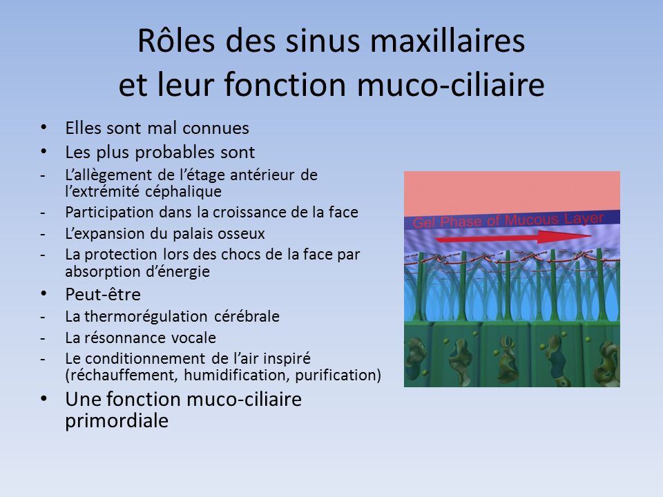 Rôles des sinus maxillaires et leur fonction muco-ciliaire