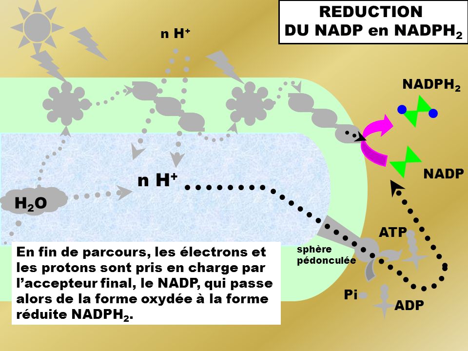 n H+ REDUCTION DU NADP en NADPH2 H2O n H+ NADPH2 NADP ATP