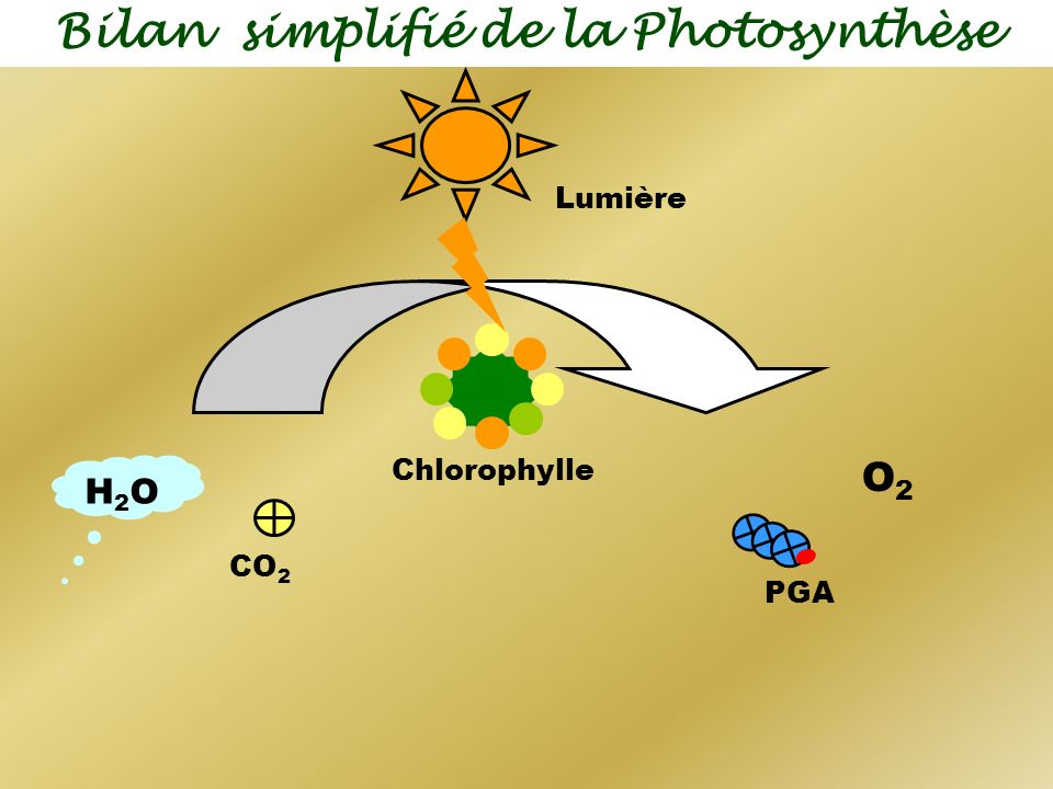 Bilan simplifié de la Photosynthèse