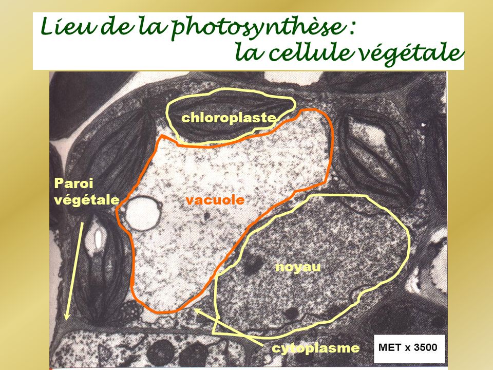 Lieu de la photosynthèse : la cellule végétale