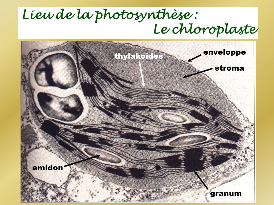 Lieu de la photosynthèse : Le chloroplaste