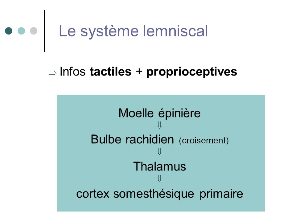 Le système lemniscal Infos tactiles + proprioceptives Moelle épinière