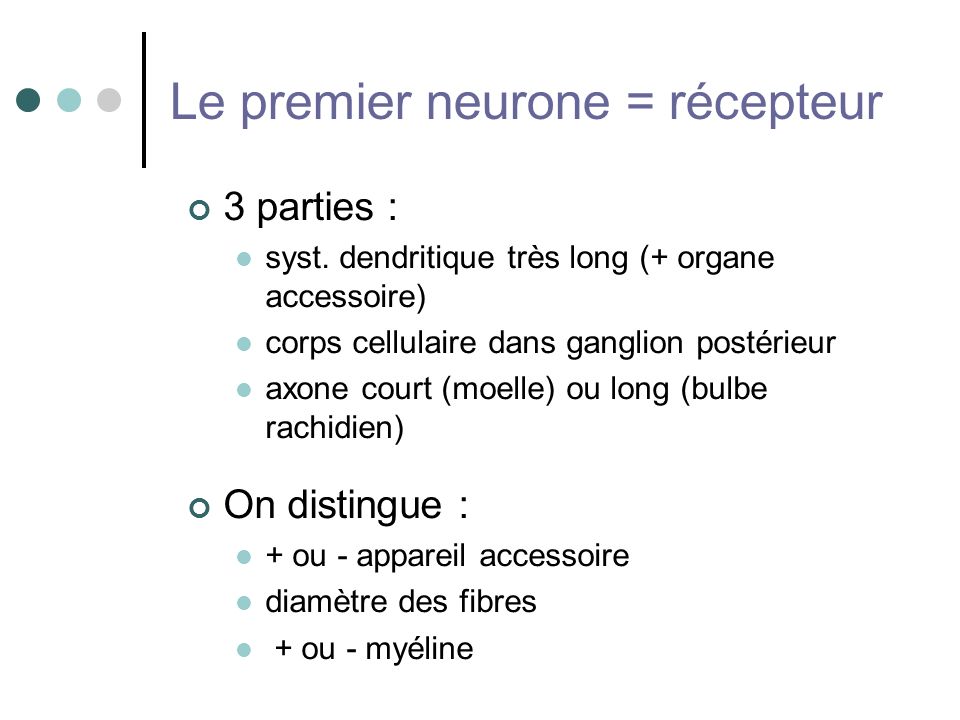 Le premier neurone = récepteur