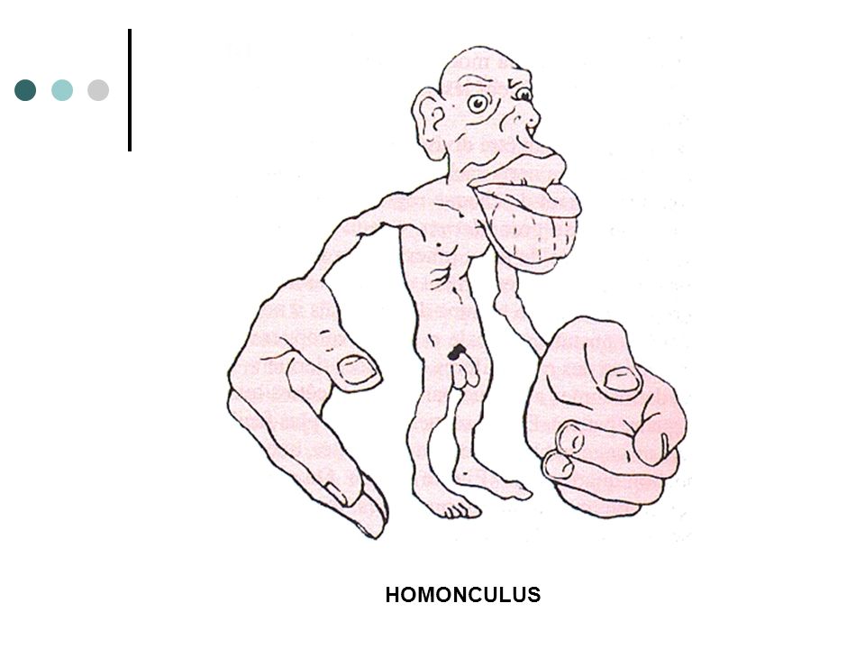 HOMONCULUS