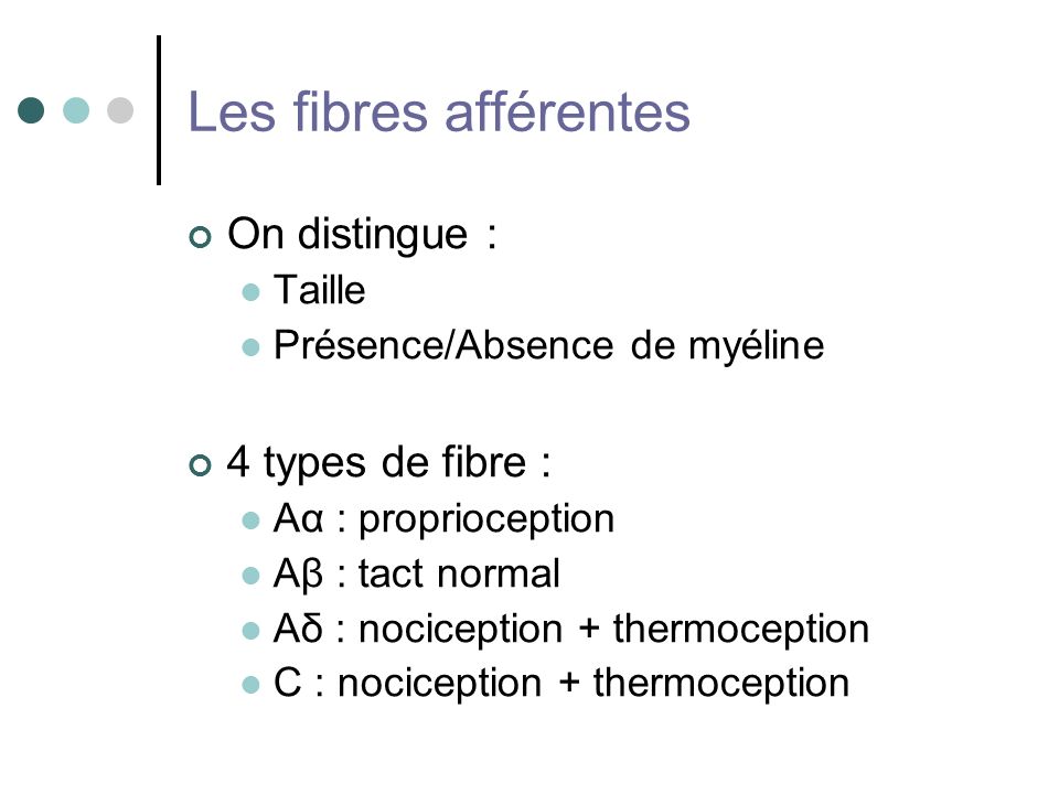 Les fibres afférentes On distingue : 4 types de fibre : Taille