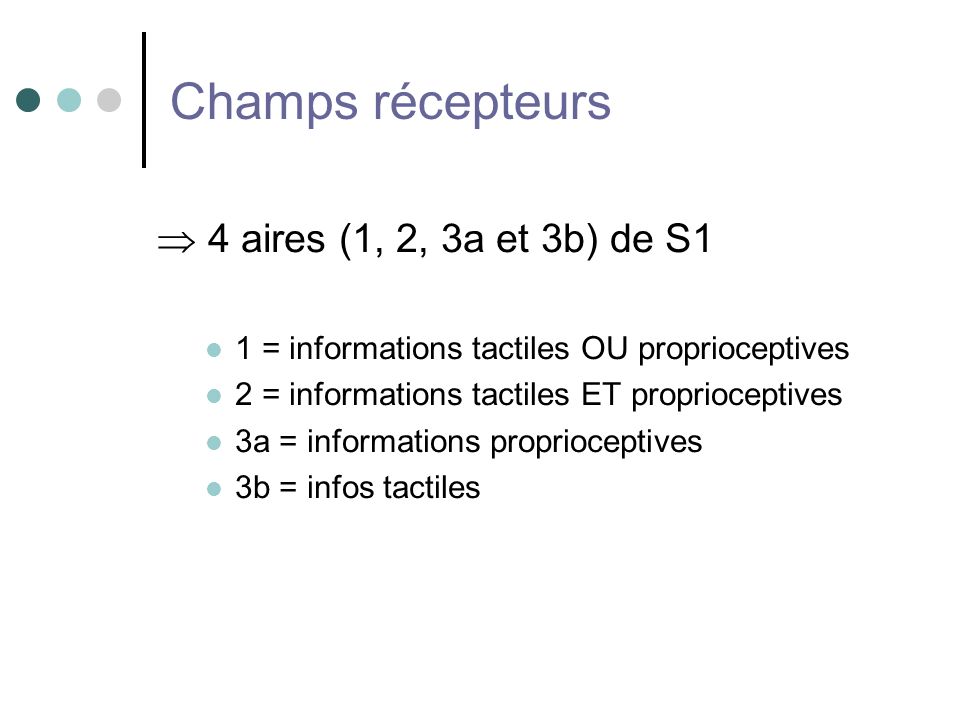 Champs récepteurs  4 aires (1, 2, 3a et 3b) de S1