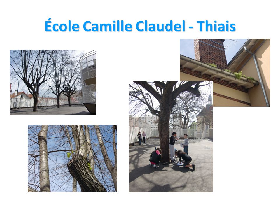 École Camille Claudel - Thiais