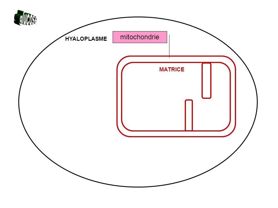 glucose mitochondrie HYALOPLASME MATRICE