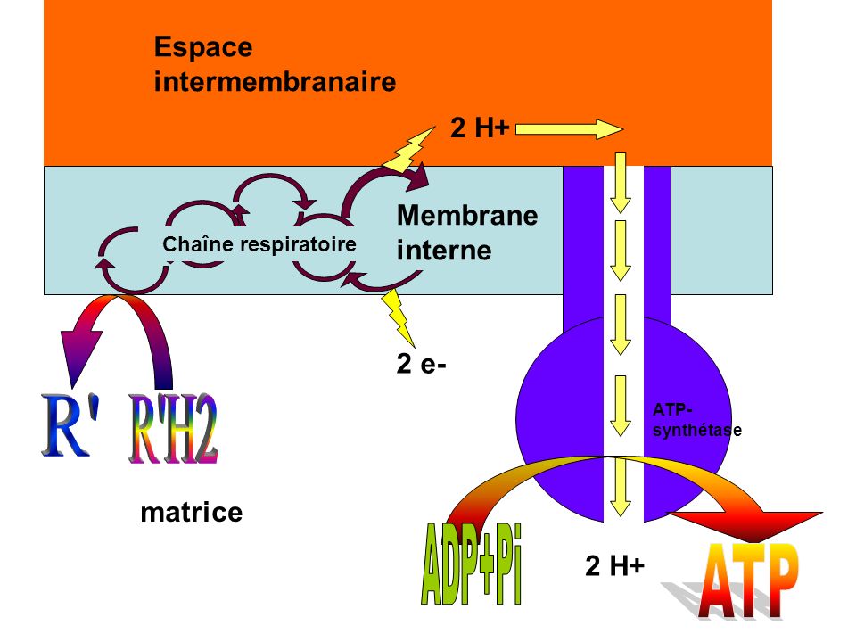 R R H2 ATP ADP+Pi Espace intermembranaire 2 H+ Membrane interne 2 e-