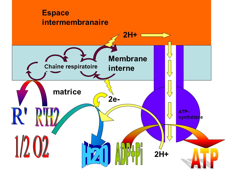 R R H2 ATP ADP+Pi 1/2 O2 H20 Espace intermembranaire 2H+