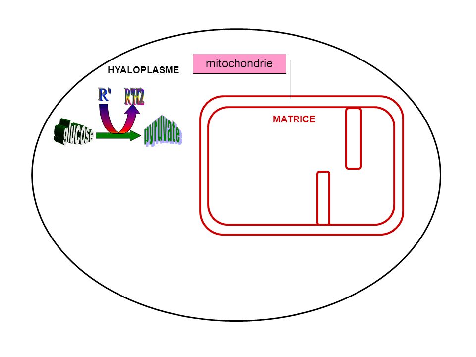 mitochondrie HYALOPLASME R R H2 pyruvate MATRICE glucose