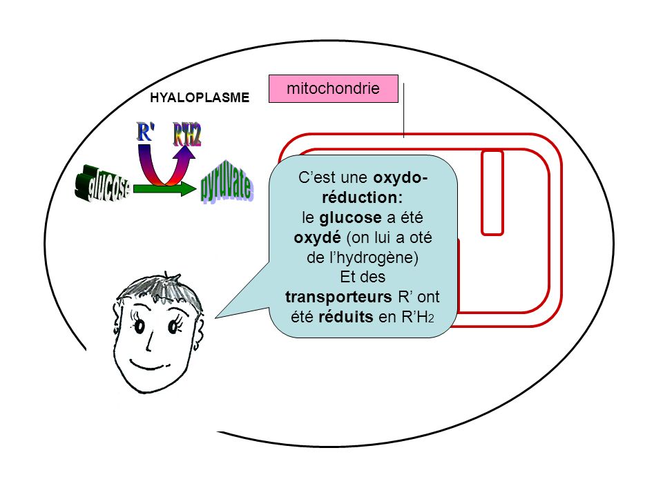 R R H2 pyruvate glucose mitochondrie C’est une oxydo-réduction: