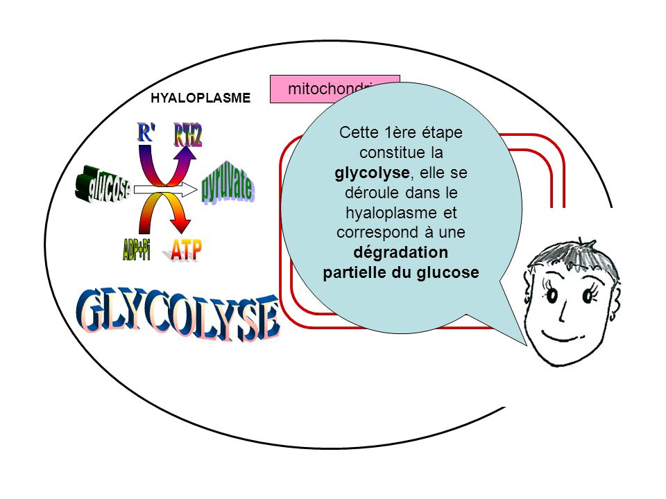 R R H2 pyruvate ATP ADP+Pi GLYCOLYSE glucose mitochondrie