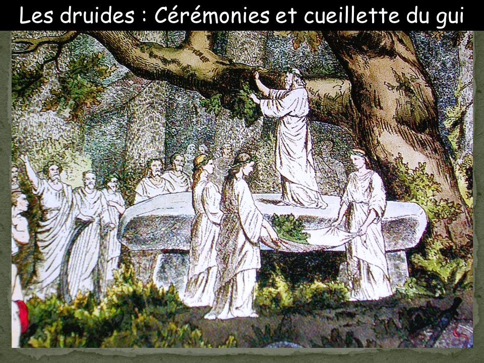 Les druides : Cérémonies et cueillette du gui