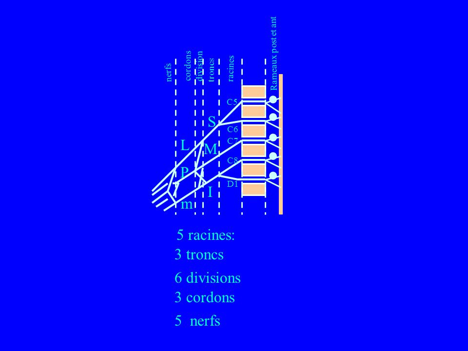 S L M P I m 5 racines: 3 troncs 6 divisions 3 cordons 5 nerfs