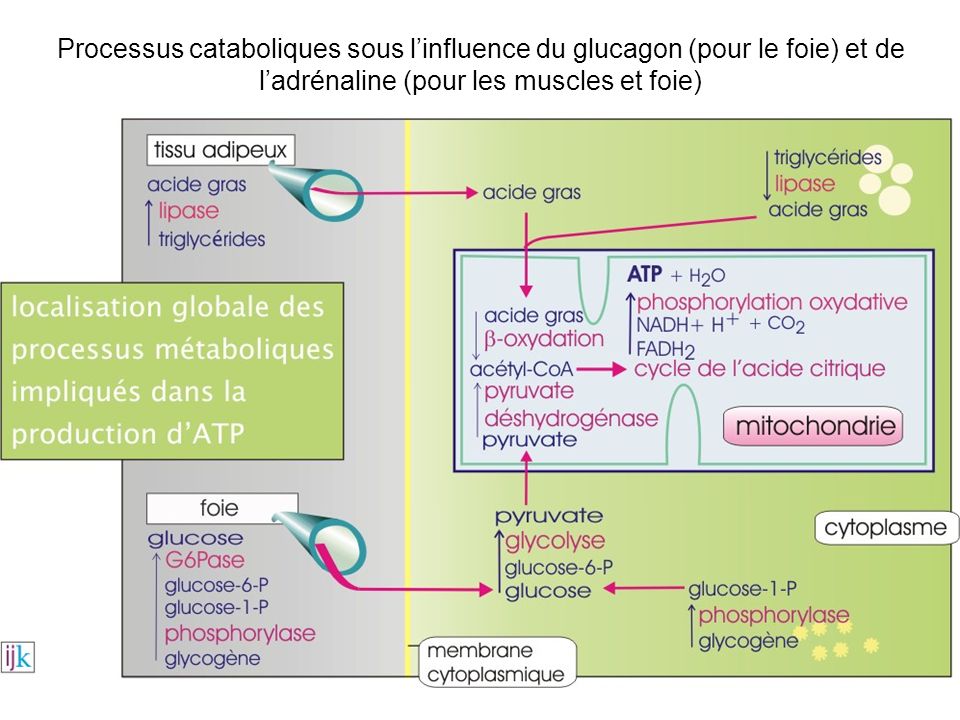 Processus cataboliques sous l’influence du glucagon (pour le foie) et de l’adrénaline (pour les muscles et foie)