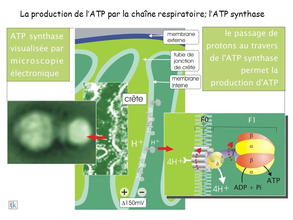 La production de l’ATP par la chaîne respiratoire; l’ATP synthase