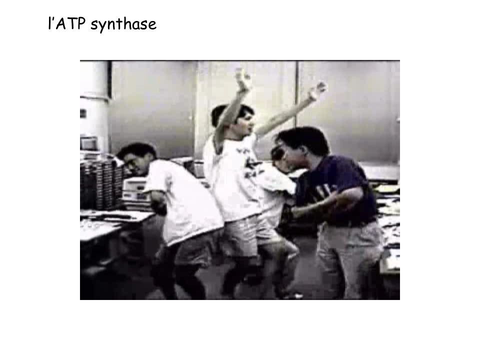 l’ATP synthase