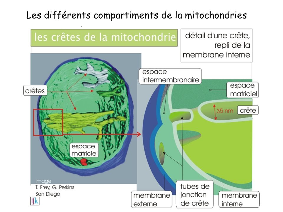 Les différents compartiments de la mitochondries