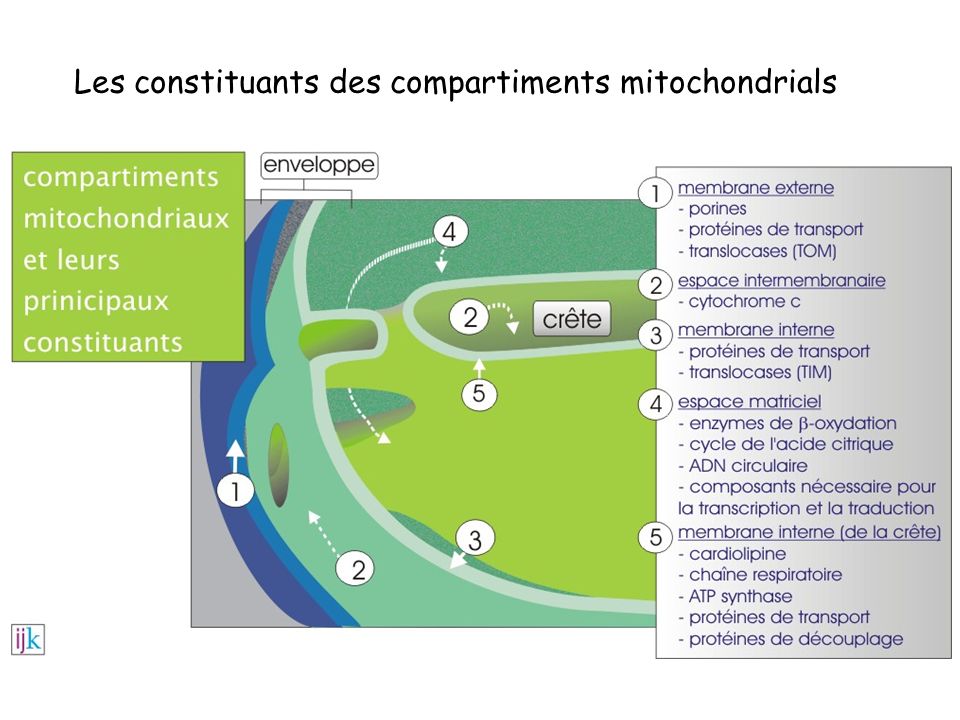 Les constituants des compartiments mitochondrials