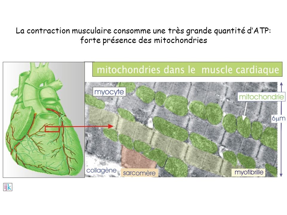 La contraction musculaire consomme une très grande quantité d’ATP: forte présence des mitochondries