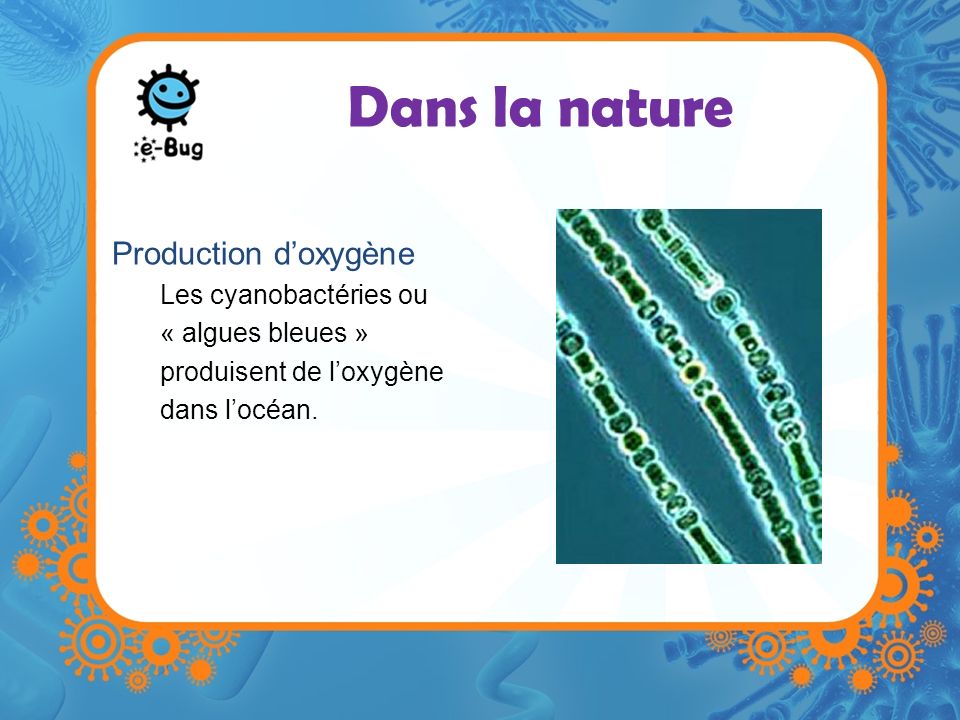 Dans la nature Production d’oxygène Les cyanobactéries ou