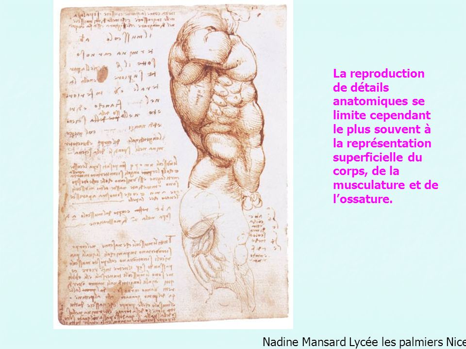 La reproduction de détails anatomiques se limite cependant le plus souvent à la représentation superficielle du corps, de la musculature et de l’ossature.