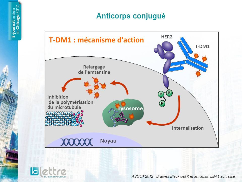 T-DM1 : mécanisme d action Relargage de l emtansine