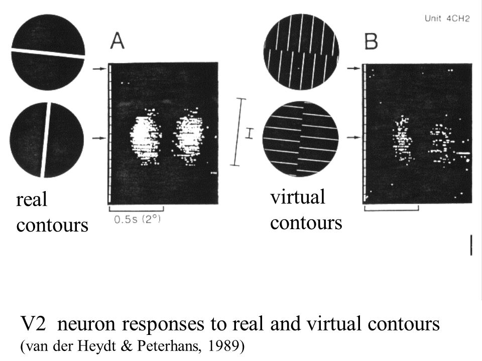 V2 neuron responses to real and virtual contours