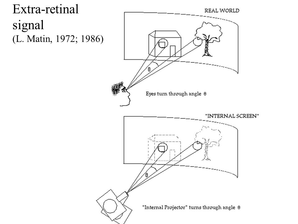 Extra-retinal signal (L. Matin, 1972; 1986)