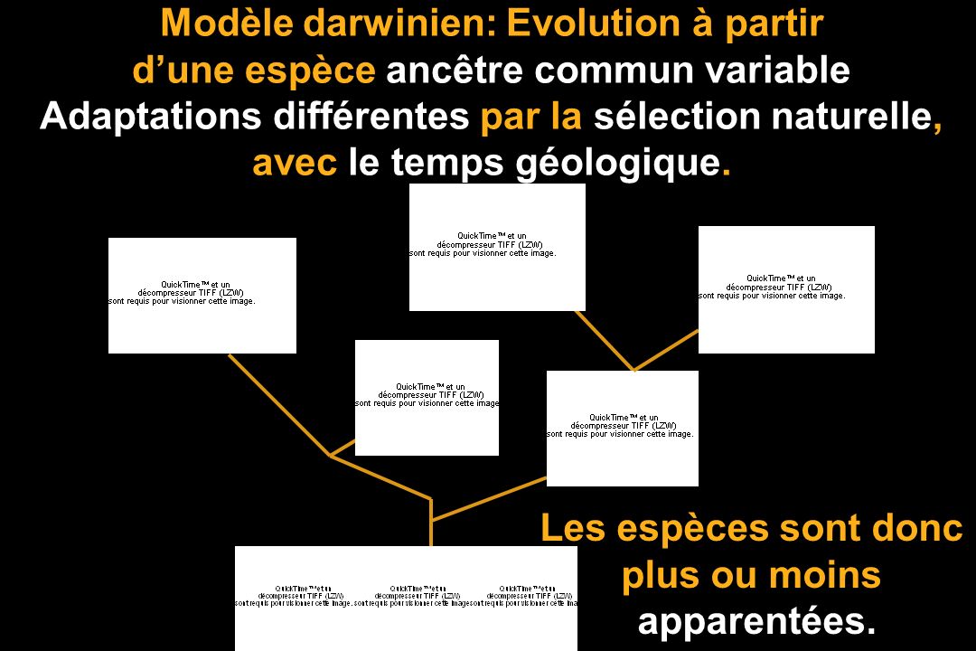 Modèle darwinien: Evolution à partir